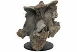 Hadrosaur (Hypacrosaur) Sacrum with Metal Stand - Montana #211085-8